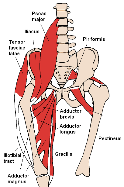 M psoas major und M iliacus